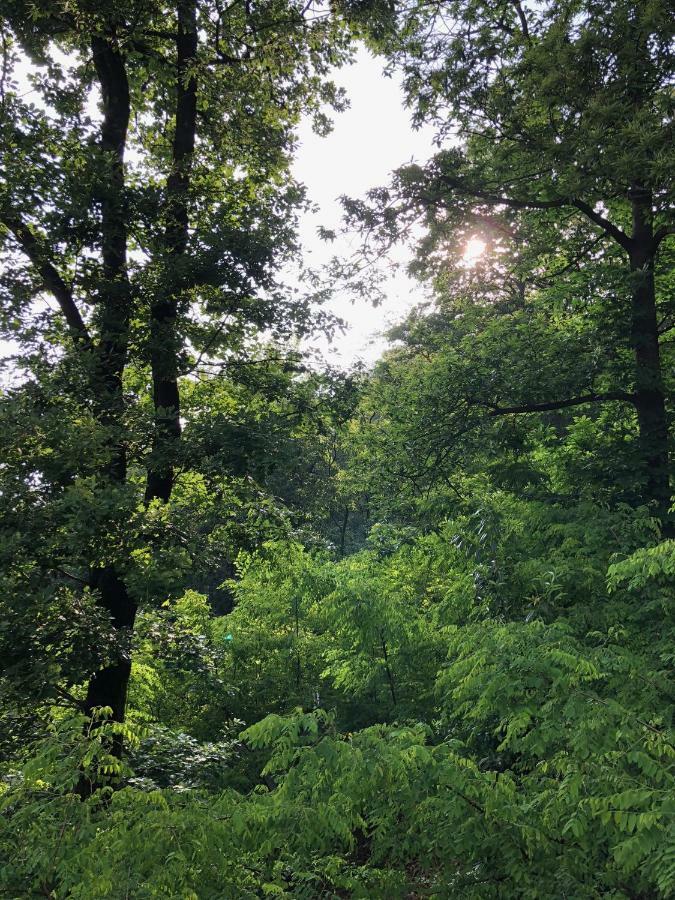 Astano "La Romantica" Rifugio Nel Bosco מראה חיצוני תמונה